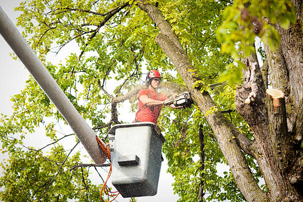 Best Local Tree Services  in Edmond, OK